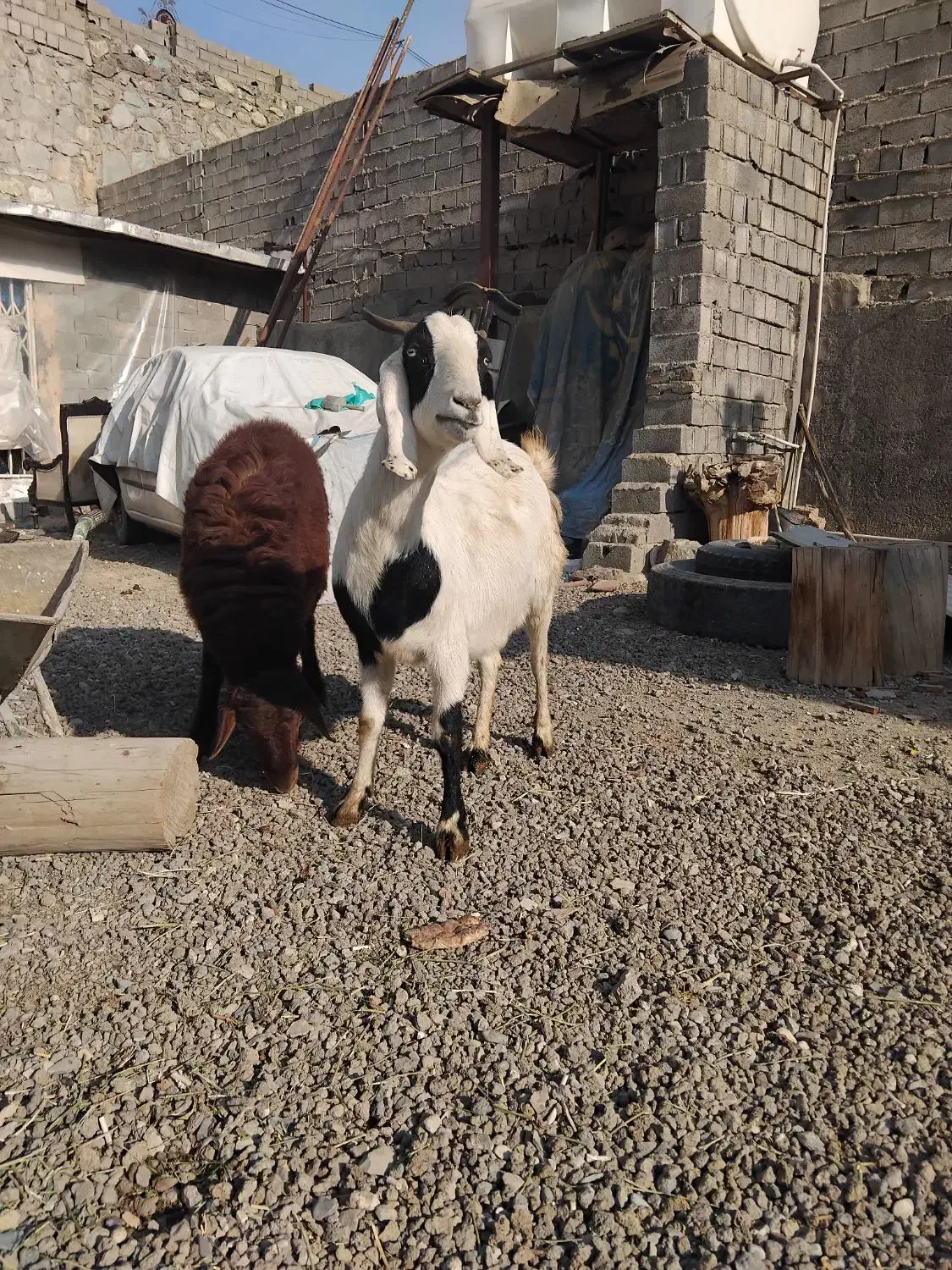 دام|حیوانات مزرعه|لواسان, |دیوار