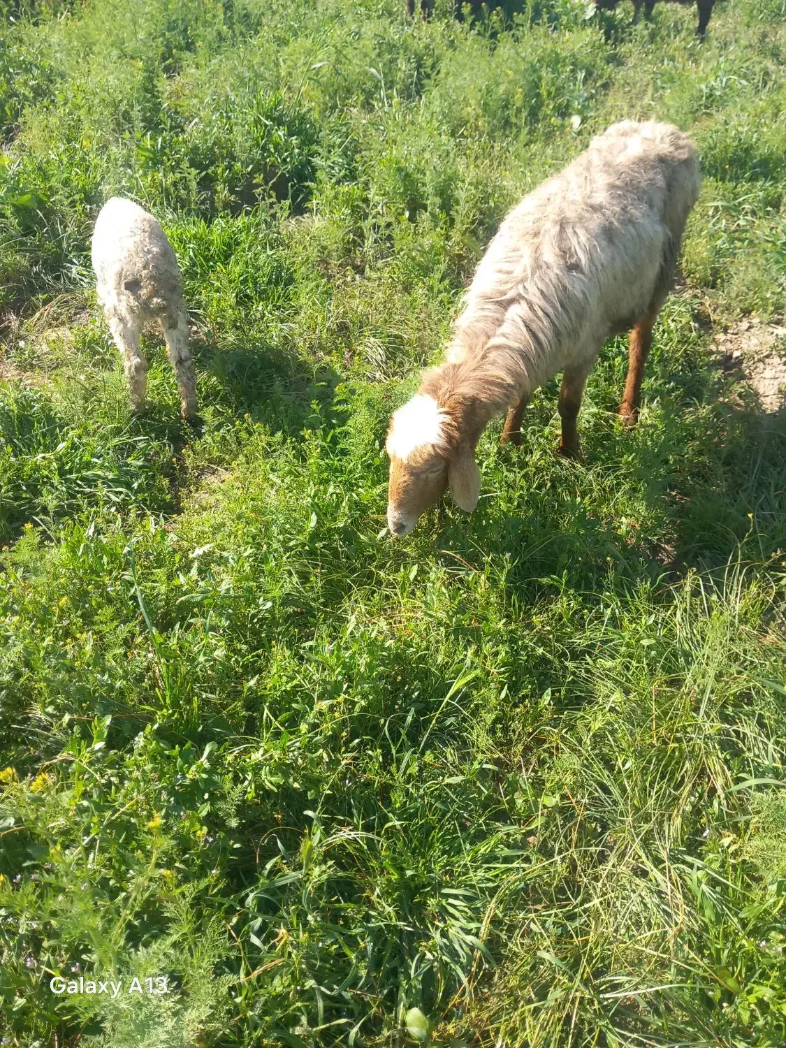 میش بره دار|حیوانات مزرعه|مشهد, شهرک امام سجاد|دیوار