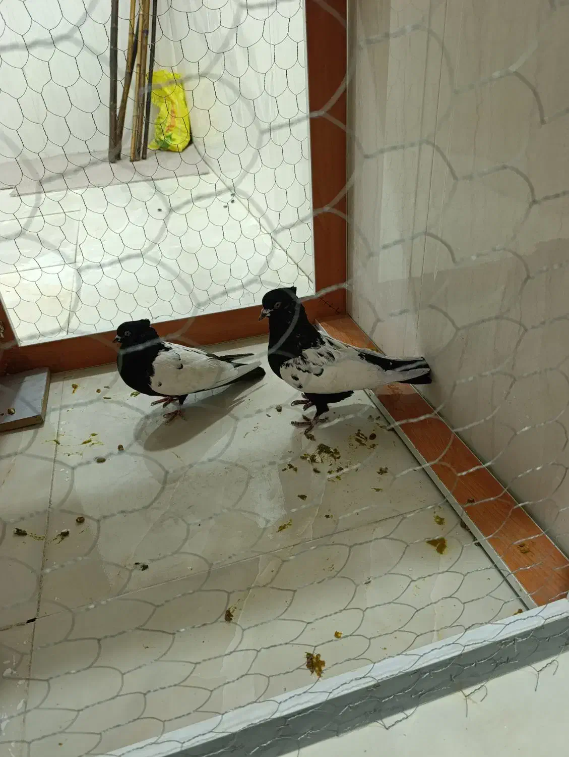 سینه ای|پرنده|رامشیر, |دیوار