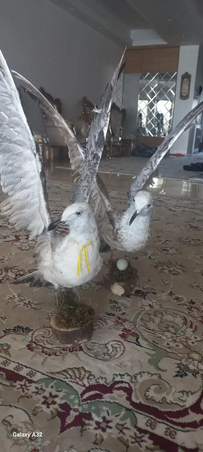 یک جفت پرنده تزئینی زیبا وقشنگ|مجسمه، تندیس، ماکت|کهریزک, |دیوار