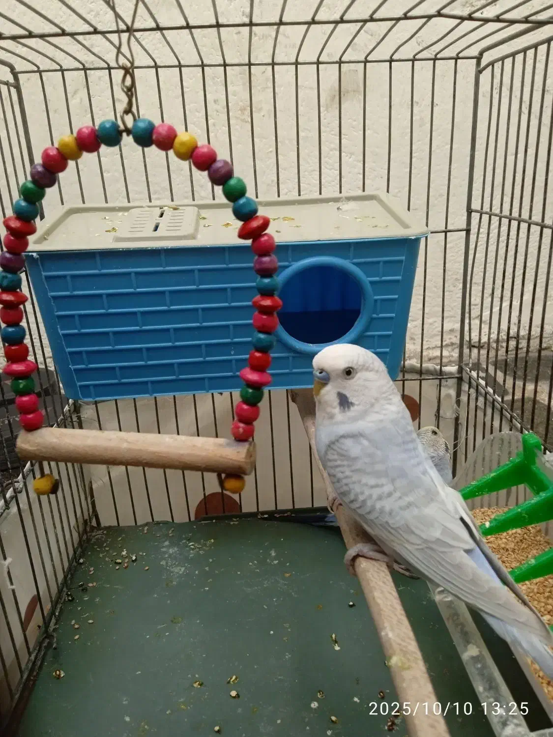 یک جفت مرغ عشق|پرنده|ری, عباس‌آباد|دیوار