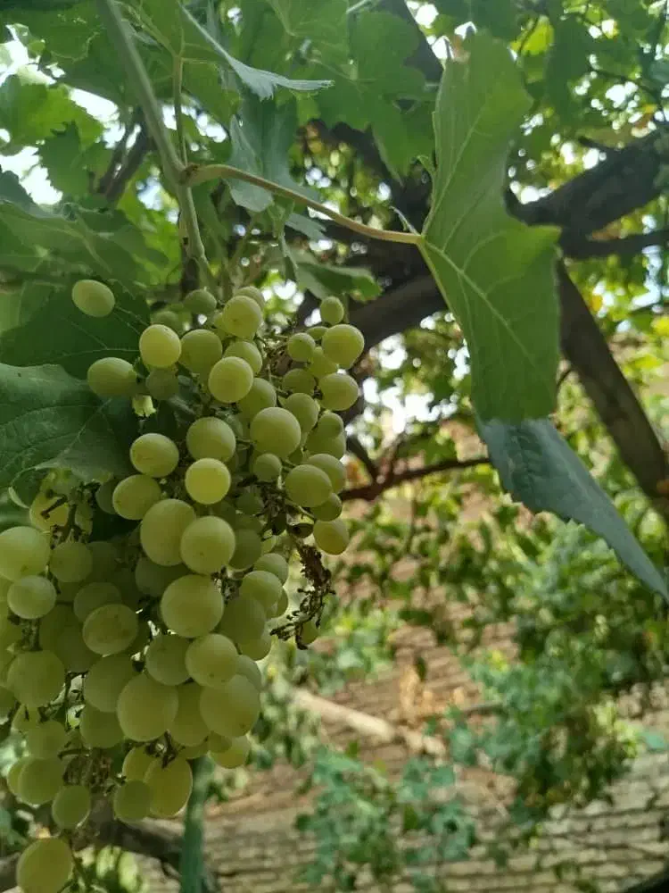 آبغوره.آبگوره|خوردنی و آشامیدنی|تبریز, |دیوار