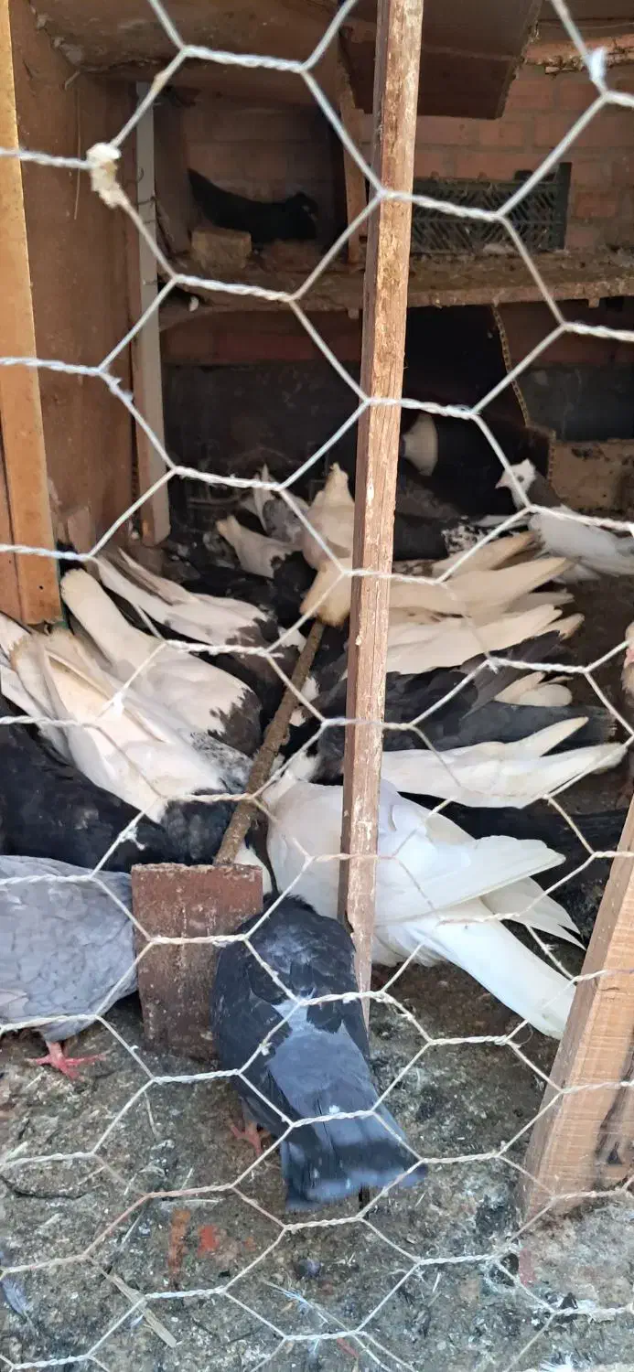 کبوتر|پرنده|خرمشهر, |دیوار