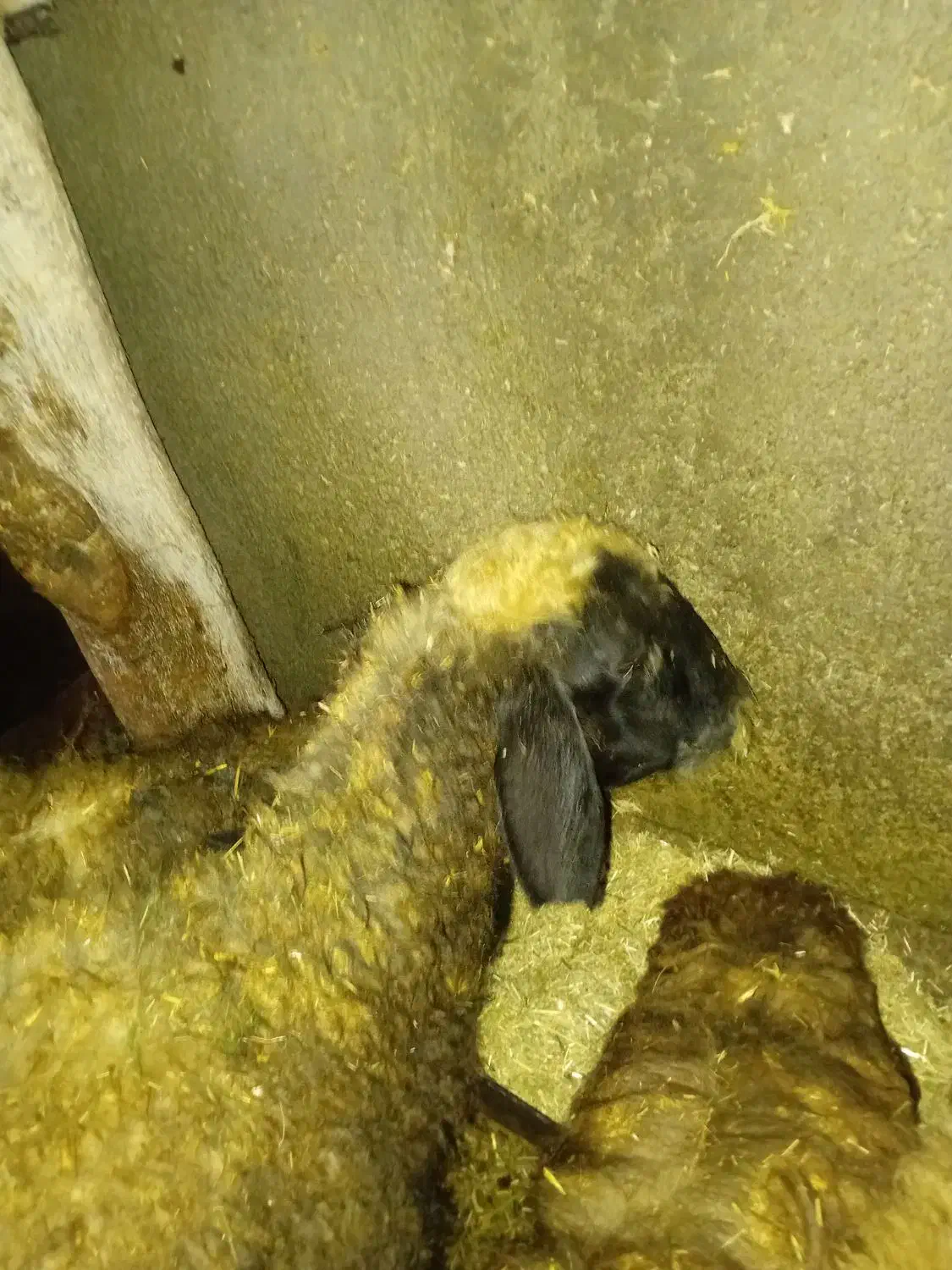 دو مر لات|حیوانات مزرعه|مریوان, |دیوار