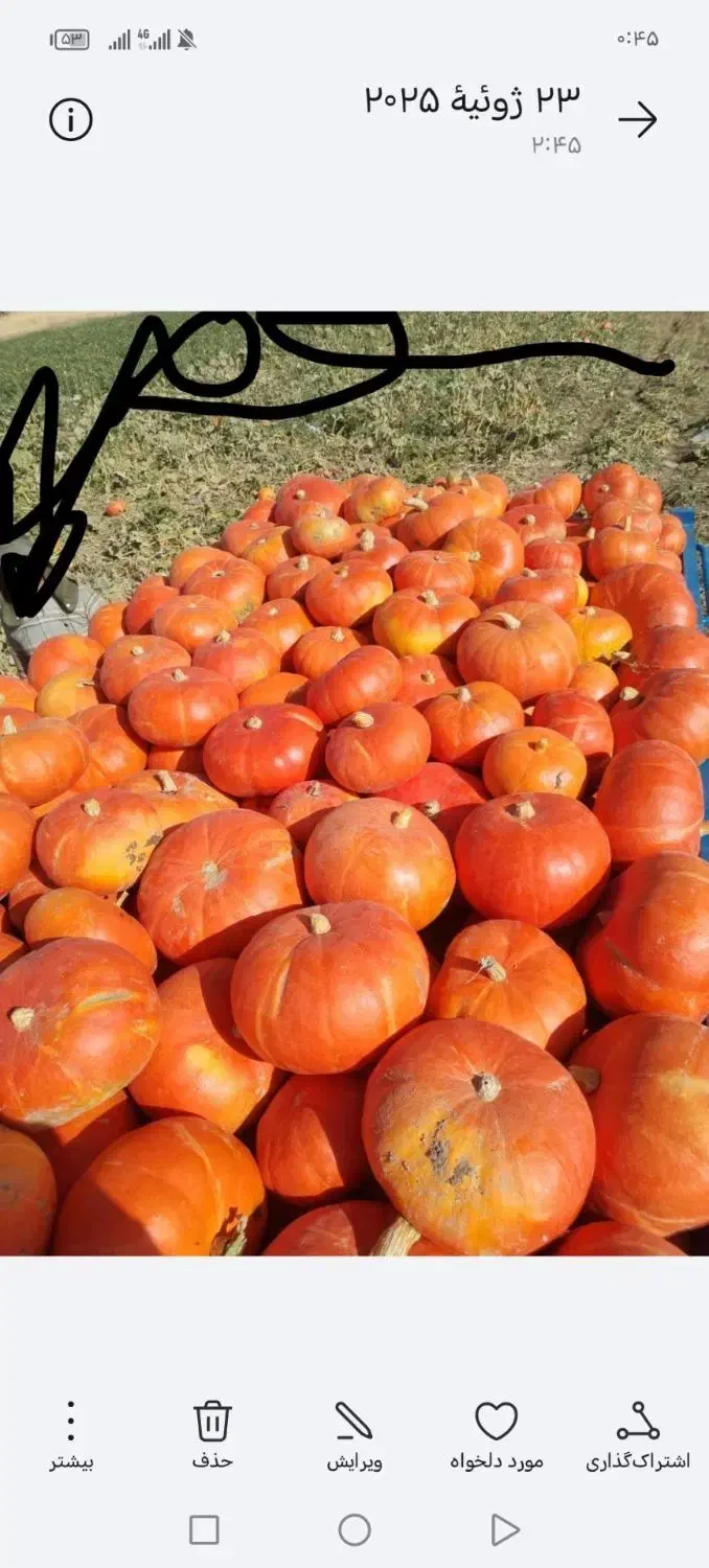 کدو حلوایی ب صورت عمده|خوردنی و آشامیدنی|شیراز, باهنر|دیوار