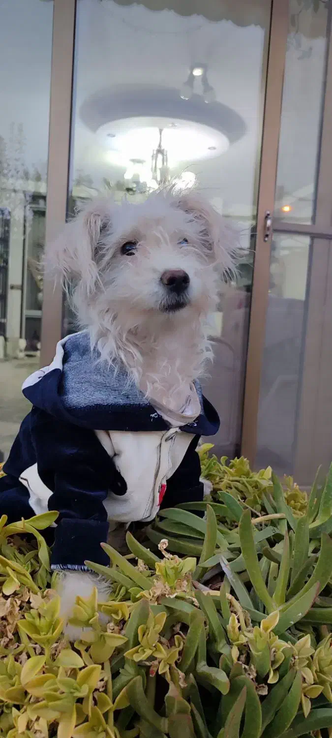 سگ شیتزو واکسن زده|سگ|مبارکه, |دیوار