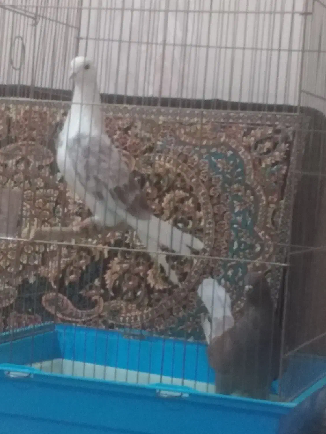 کفتر|پرنده|محمدشهر, کوی بهار|دیوار