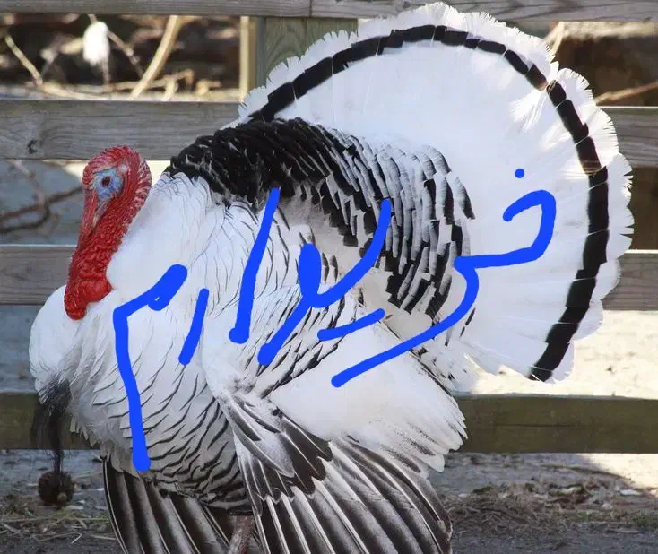 بوقلمون نر 2سال محلی|حیوانات مزرعه|بانه, |دیوار