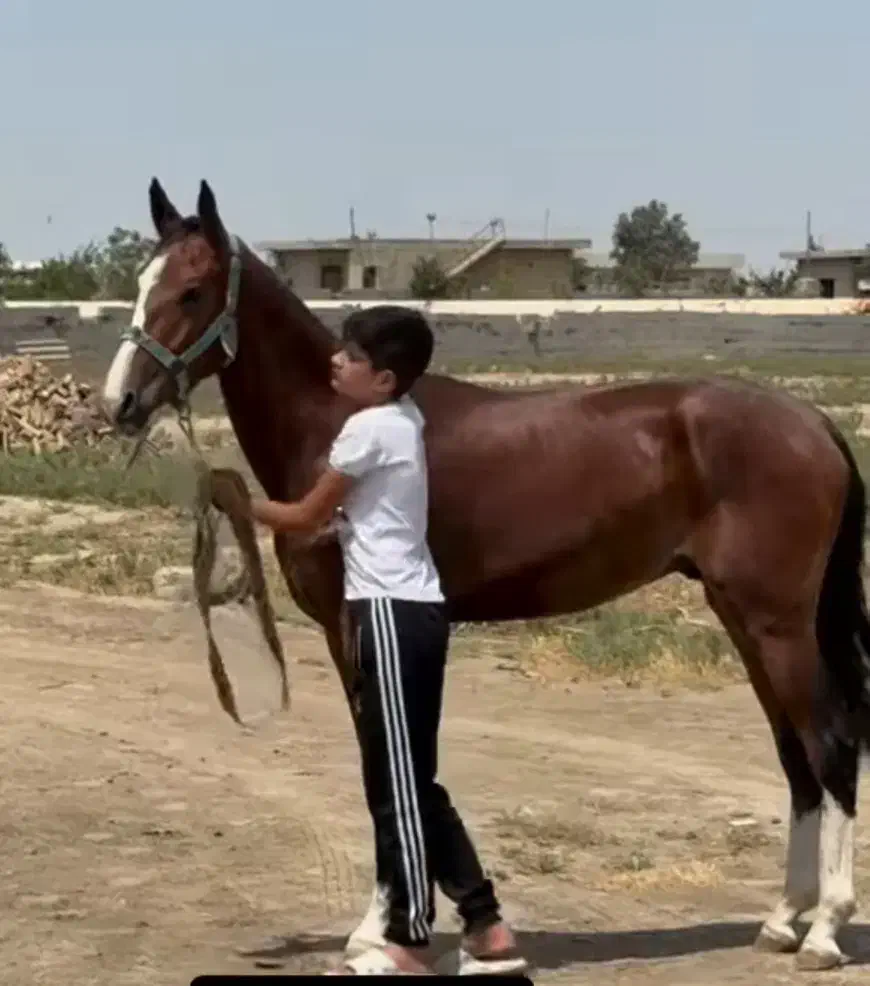 کره اسب نریون ۲ساله ترکمن کورسی|اسب و تجهیزات اسبسواری|قم, چهل درخت|دیوار