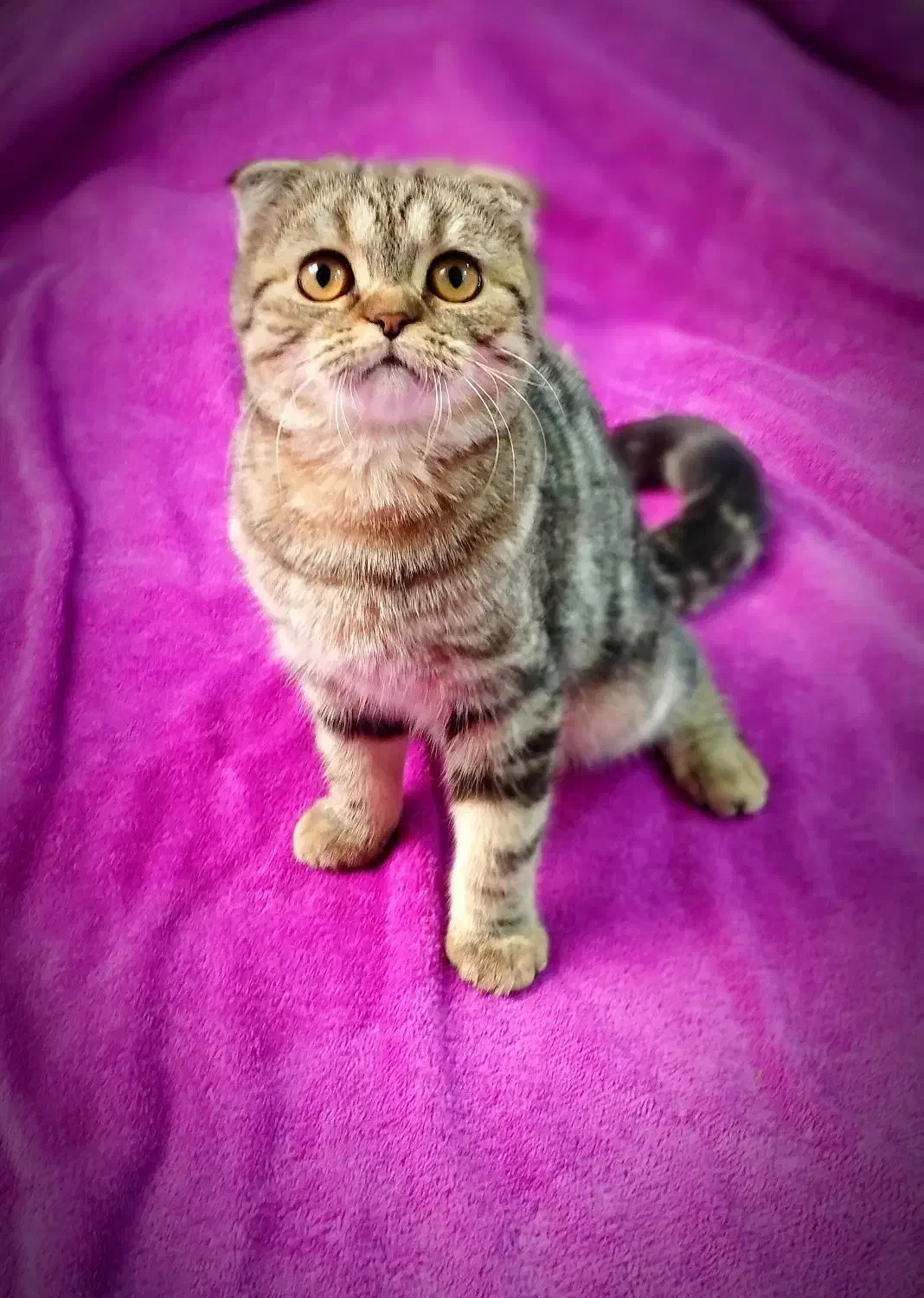 گربه اسکاتیش ۳/۵ ماهه|گربه|کرمان, |دیوار