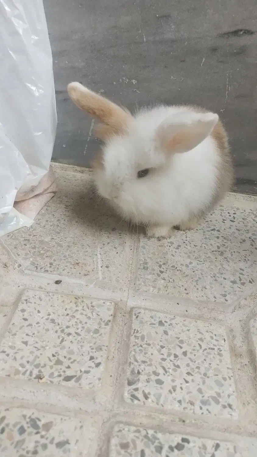 خرگوش لپ|موش و خرگوش|کرج, شهرک جهان آرا|دیوار