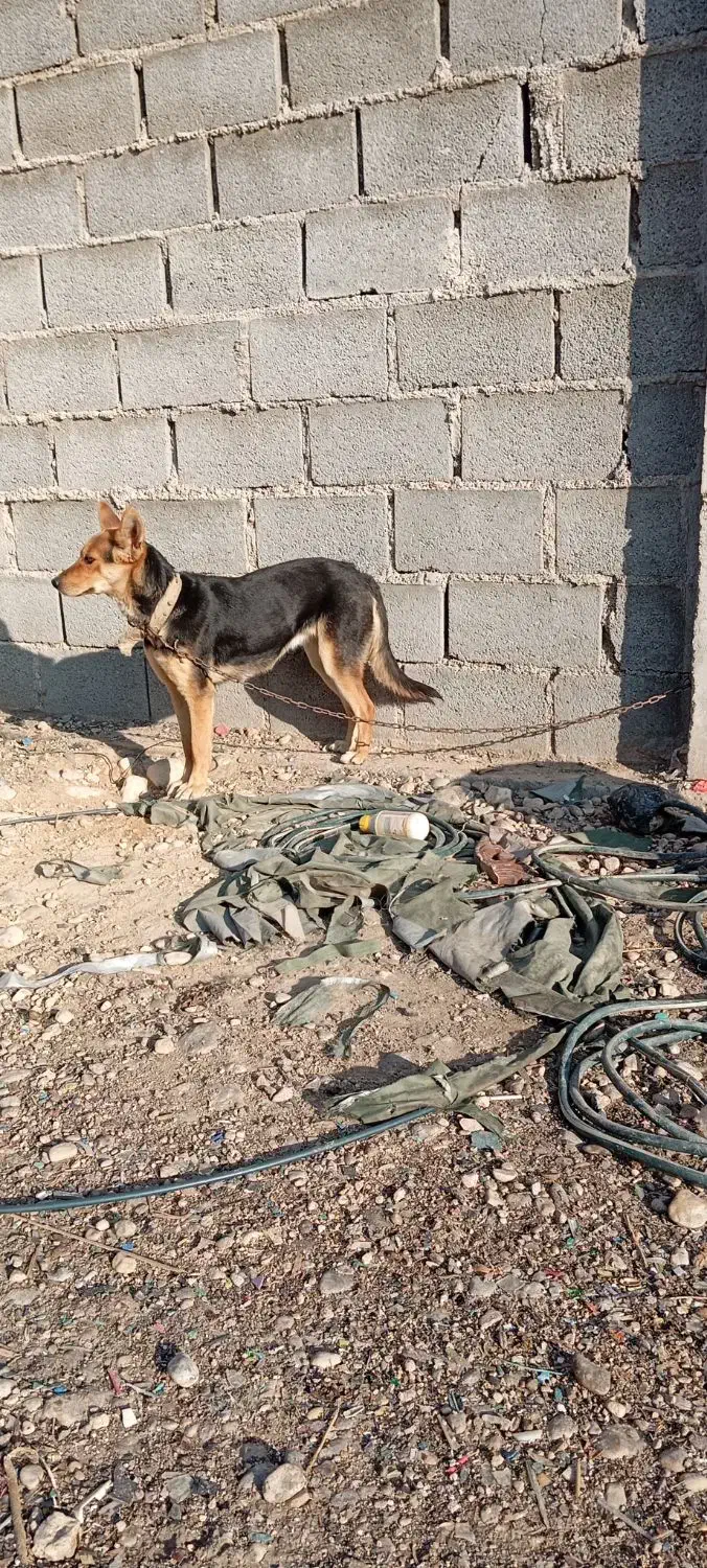 سگ ژرمن|سگ|جهرم, |دیوار