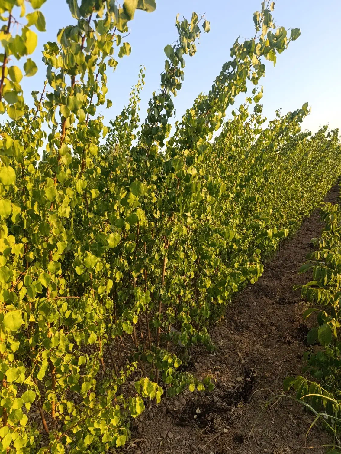 برترین نهـالها در شهـر نهـال ضمانتی|خدمات باغبانی و درختکاری|زنجان, |دیوار