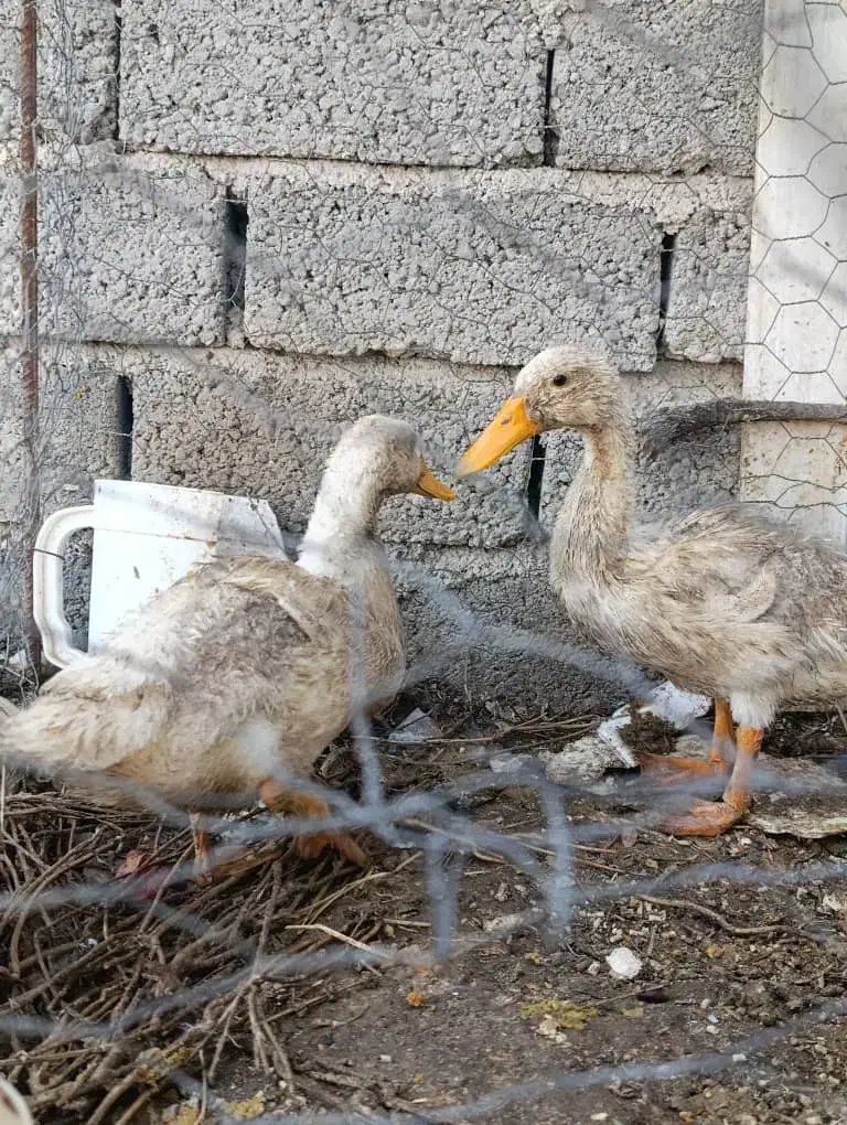 اردک فروشی|حیوانات مزرعه|فیروزآباد (فارس), |دیوار