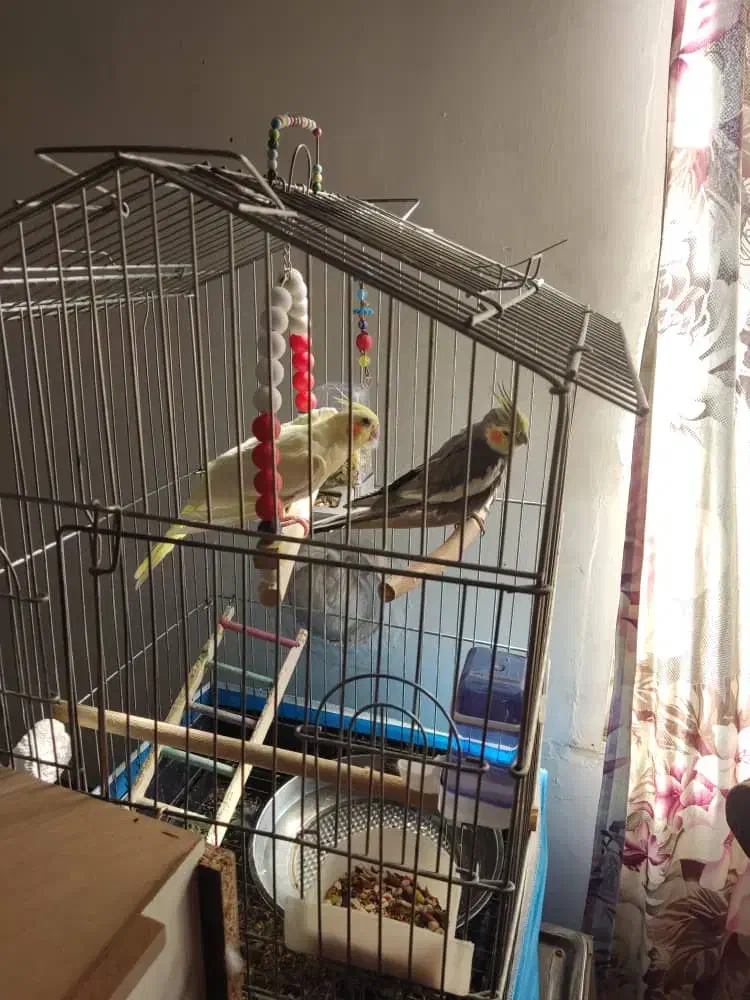 پرنده عروس هلندی|پرنده|تکاب, |دیوار