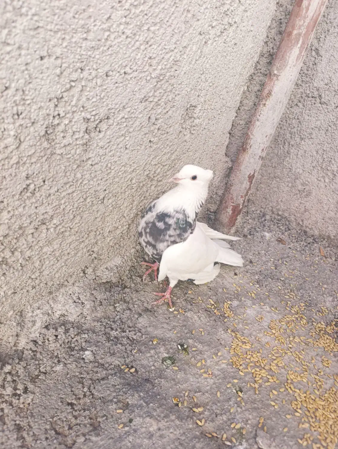 یک جفت کبوتر طوقی اصل تمیز اماده تخم گذاری|پرنده|یاسوج, |دیوار