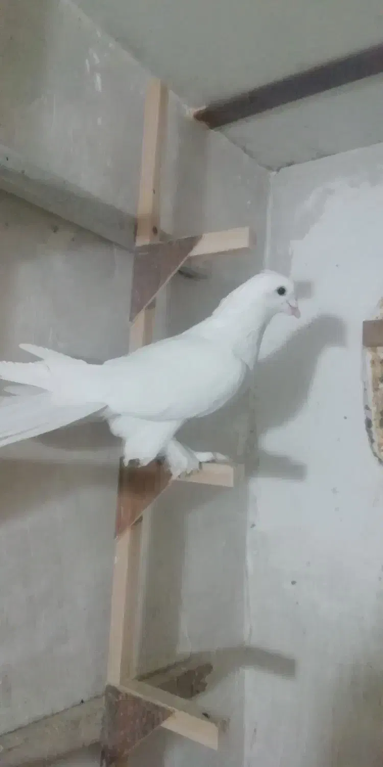 کبوتر|پرنده|شیراز, شهرک مهدیه|دیوار