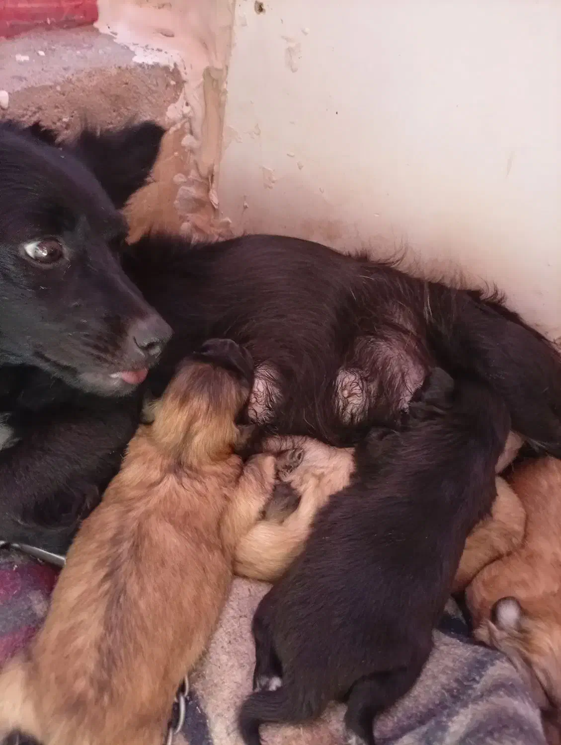 سه قلاده سگ|سگ|بم, |دیوار