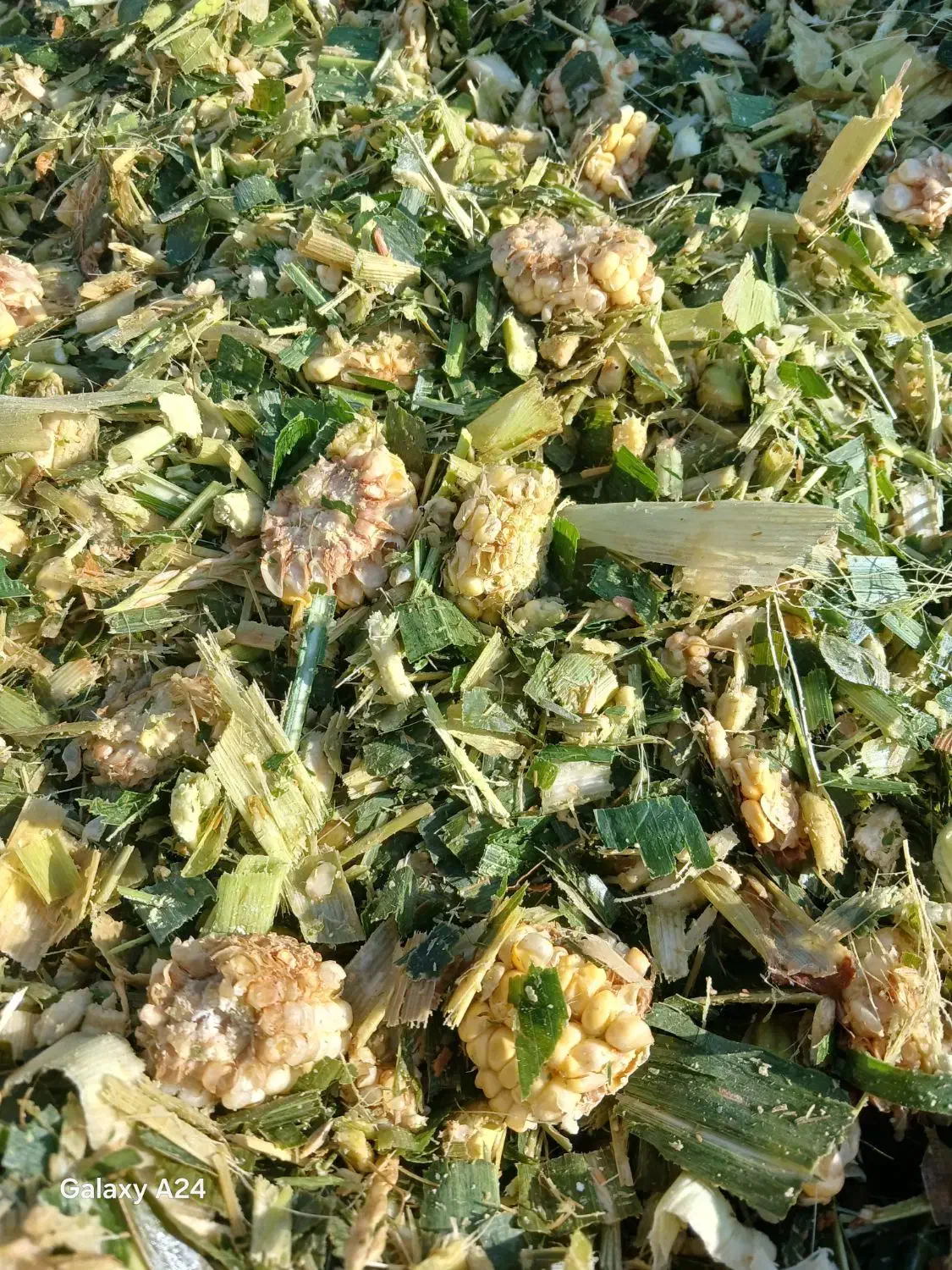 ذرت پلاستیک گرفته|حیوانات مزرعه|بهبهان, |دیوار