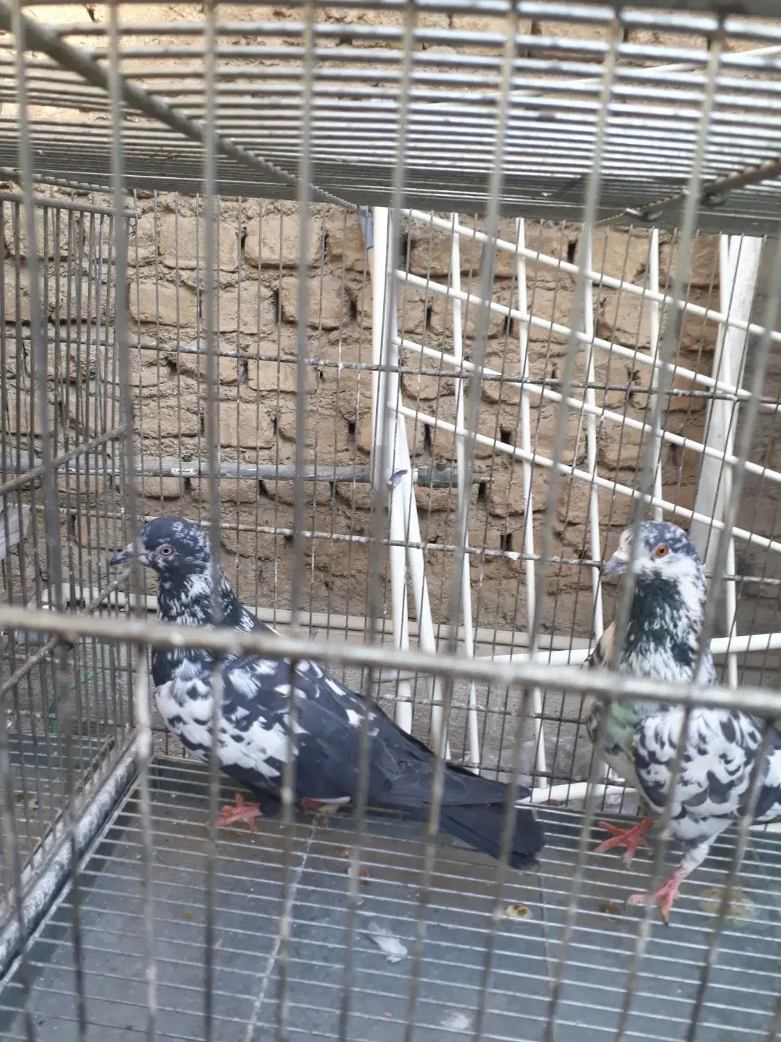 سره قناری کفتر پرون|پرنده|ری, ولی آباد|دیوار