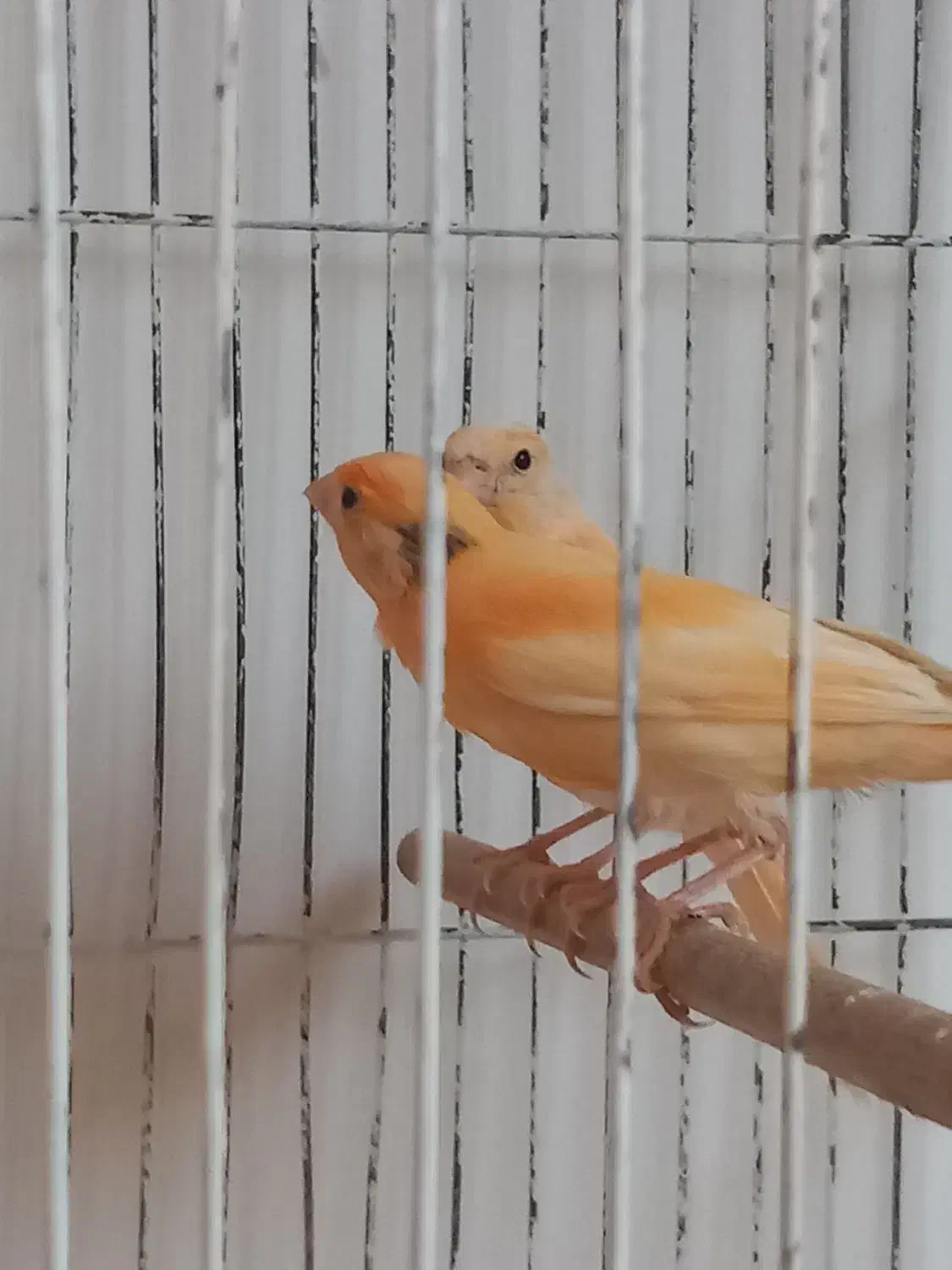 ۳۰ عدد جوجه قناری|پرنده|تهران, ترمینال غرب|دیوار