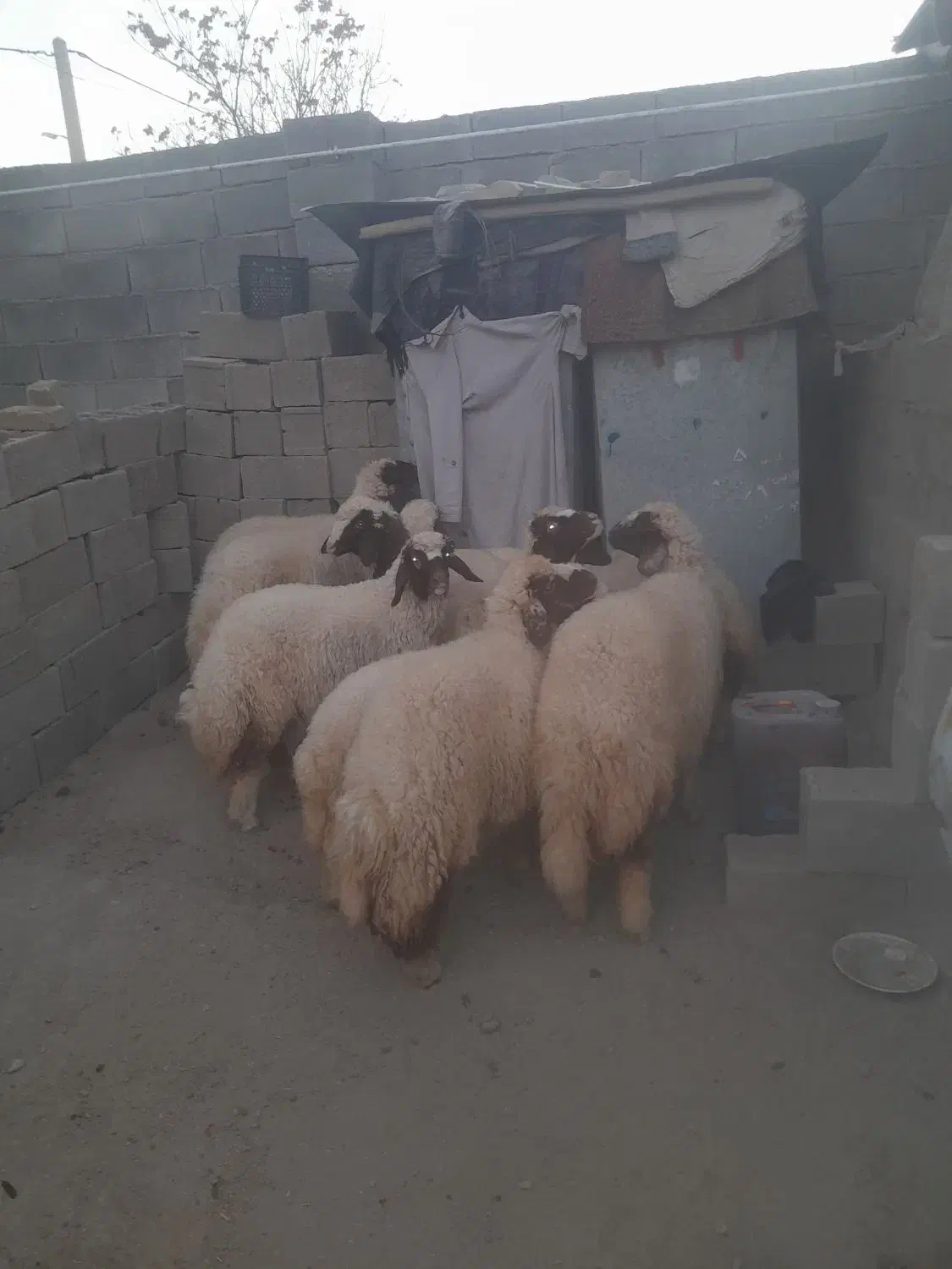 فروش ۱۰عددبره ماده سنجابی اصیل|حیوانات مزرعه|کرمانشاه, |دیوار