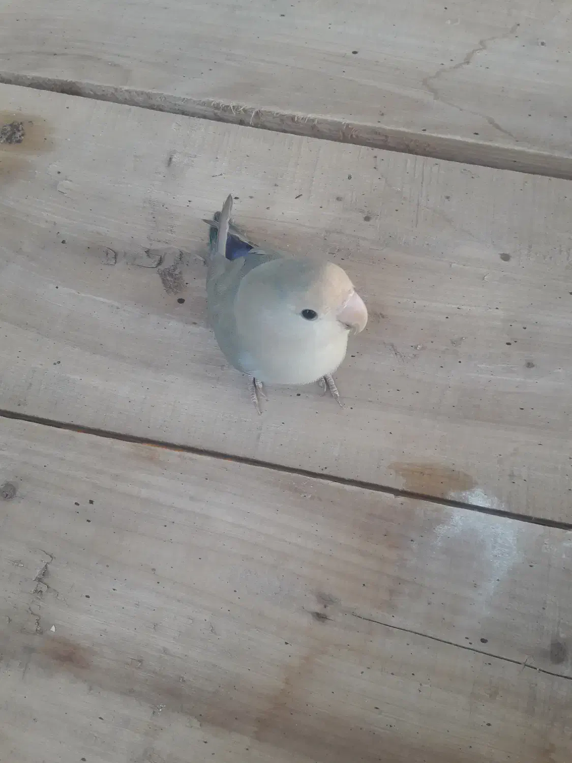 توجه توجه ی طوطی برزیلی گمشده|پرنده|قنوات, |دیوار