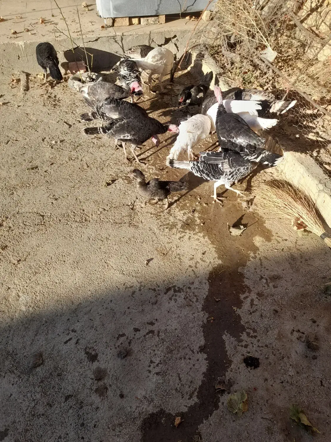 بوقلمون|حیوانات مزرعه|کبودرآهنگ, |دیوار