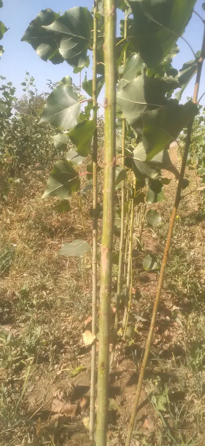 نهال صنوبر|خدمات باغبانی و درختکاری|میاندوآب, |دیوار