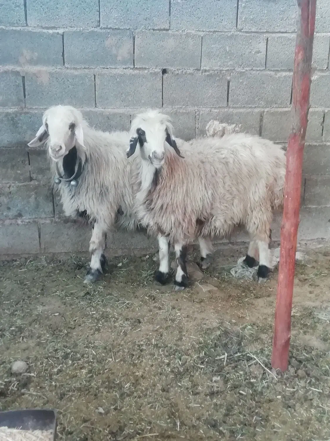 فروش میش بره کهره بز شیشک بختیاری شهر کردی|حیوانات مزرعه|کوار, |دیوار