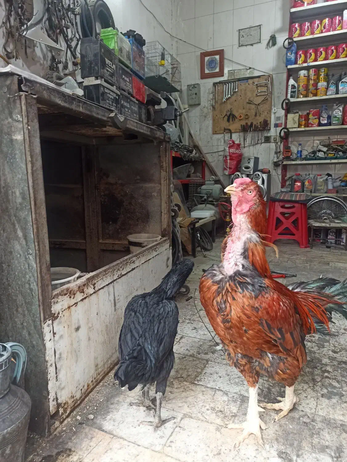 خروس لاری|حیوانات مزرعه|تهران, شهرک ولیعصر جنوبی|دیوار