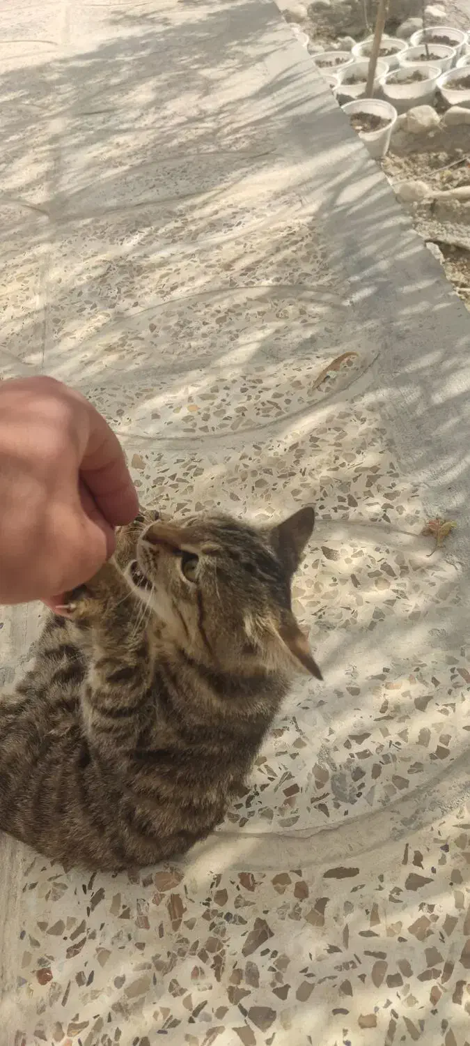 گربه دستی|گربه|ایلام, |دیوار