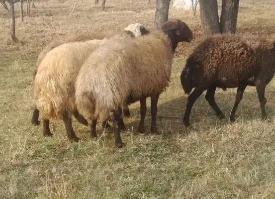 گوسفند نر گوشتی گیلو305 هزار|حیوانات مزرعه|ارومیه, |دیوار