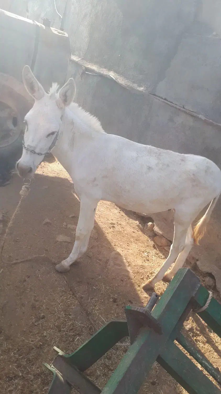 فروش یه الاغ نر گله ای سالم به شرط|حیوانات مزرعه|کوهدشت, |دیوار
