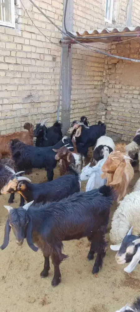 کهره چاق|حیوانات مزرعه|سیدان, |دیوار