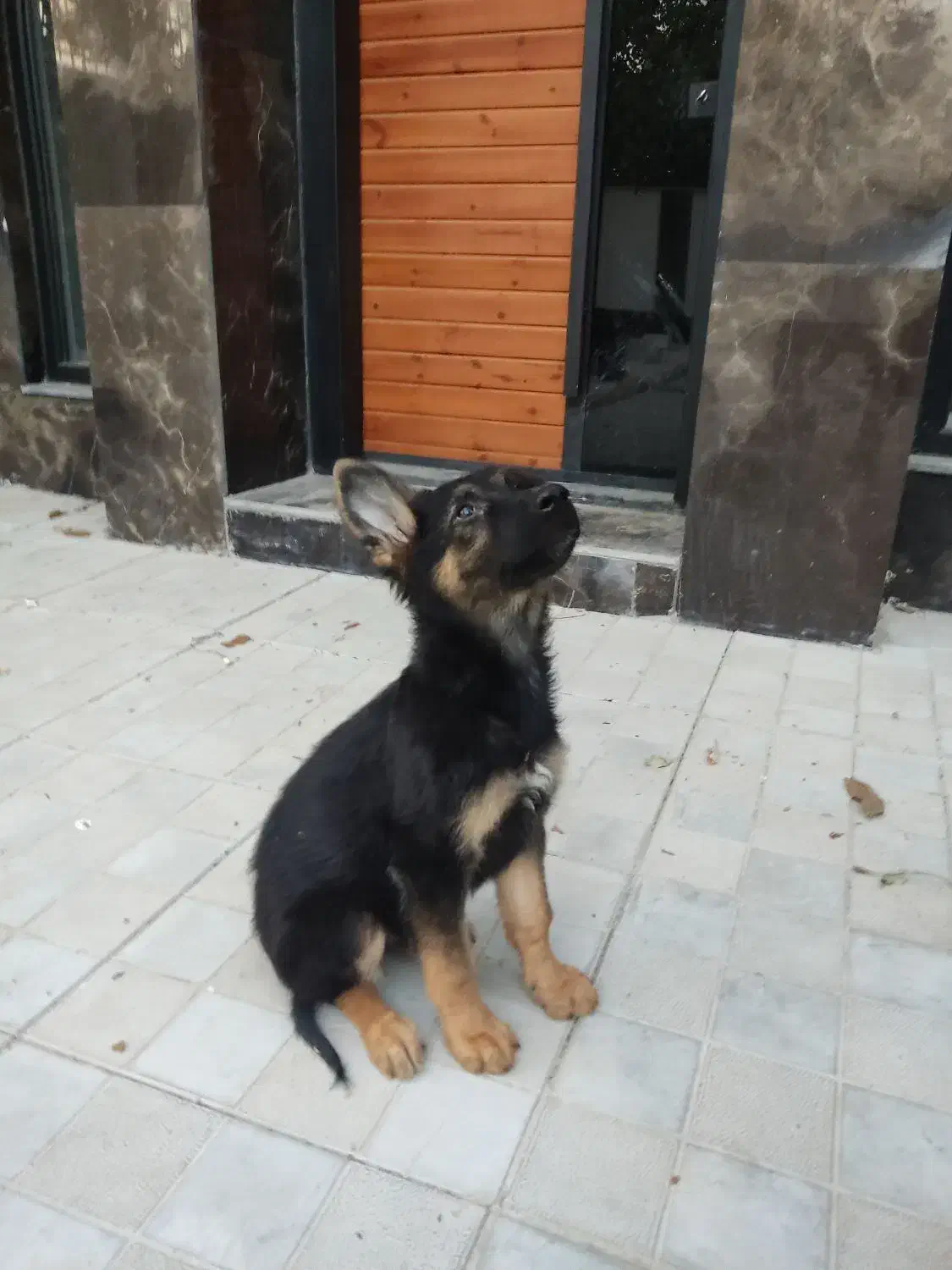 توله ژرمن|سگ|فردیس, شهرک سپاه|دیوار