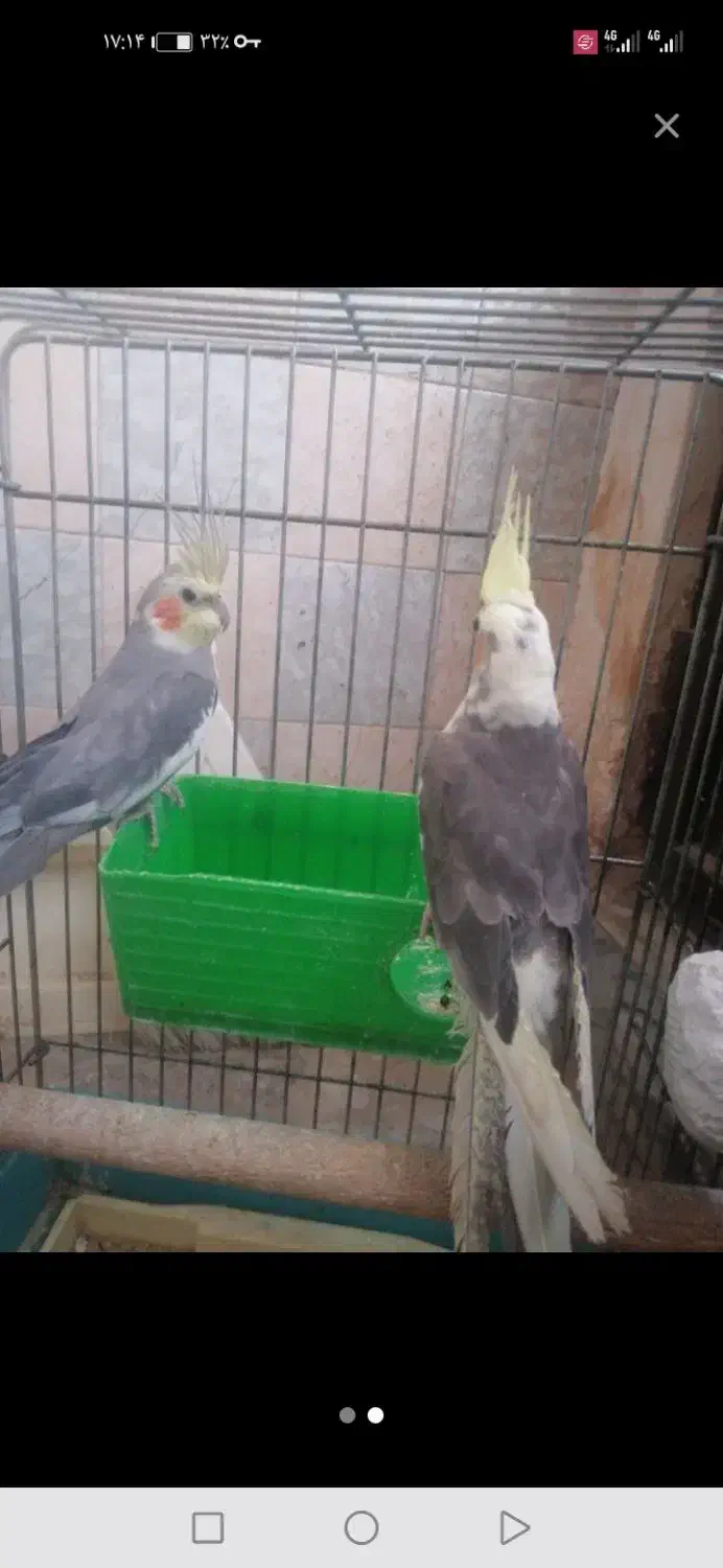 یک جفت عروس هلندی|پرنده|بیجار, |دیوار