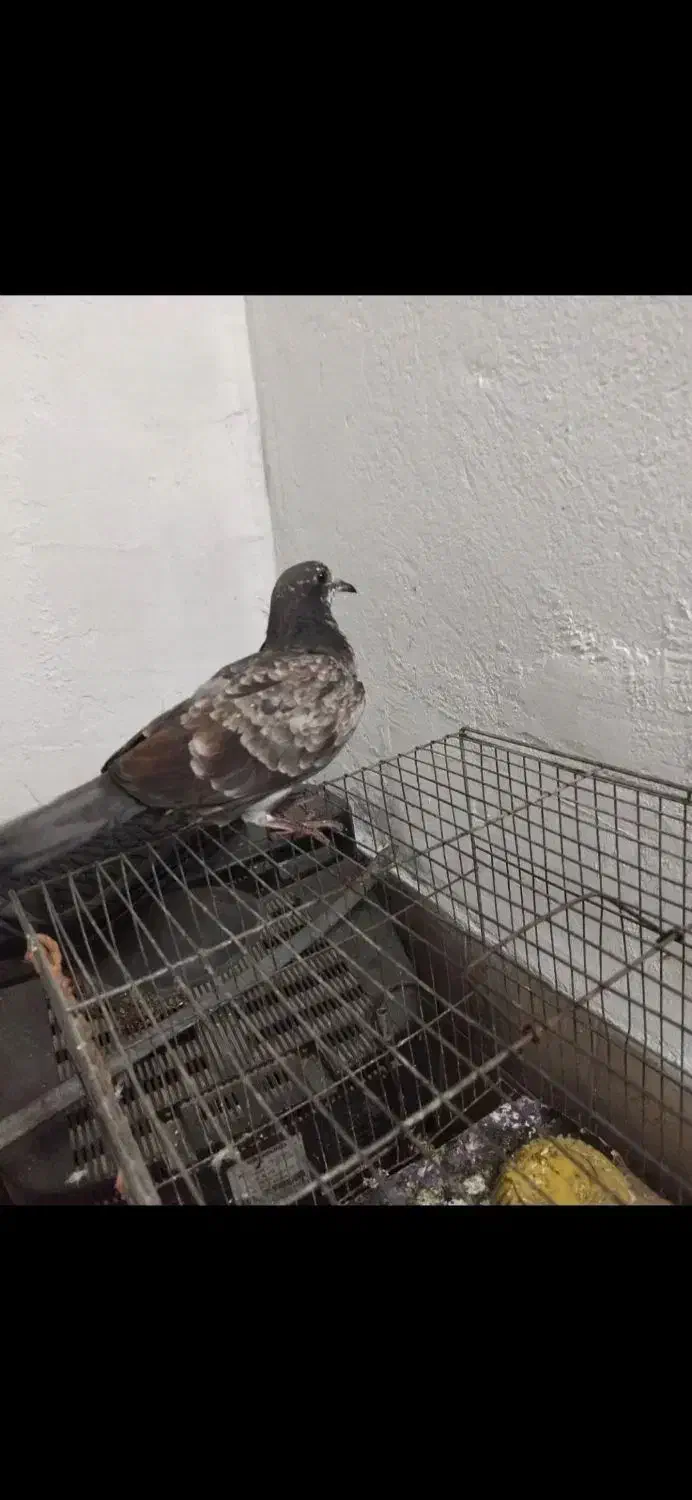 کبوتر گمشده شده|حیوانات|گرگان, |دیوار