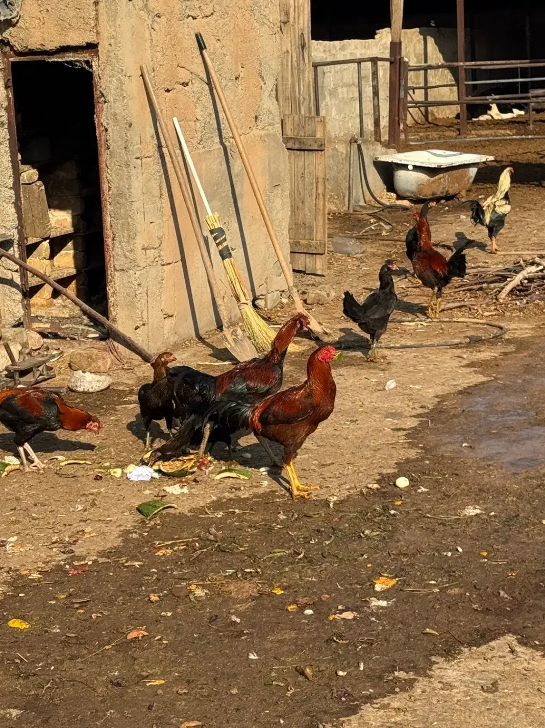 خروس دورگ سالم و سرحال|حیوانات مزرعه|الوند, |دیوار