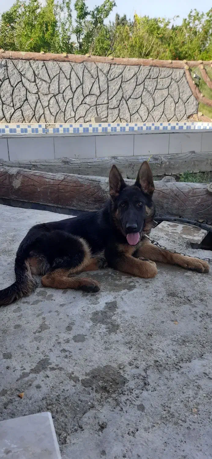 واگذاری سگ ژرمن با اصالت بهارستان|سگ|اصفهان, بهارستان|دیوار