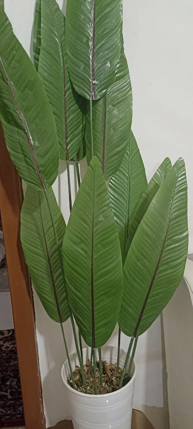 درخت چه|گل مصنوعی|زابل, |دیوار