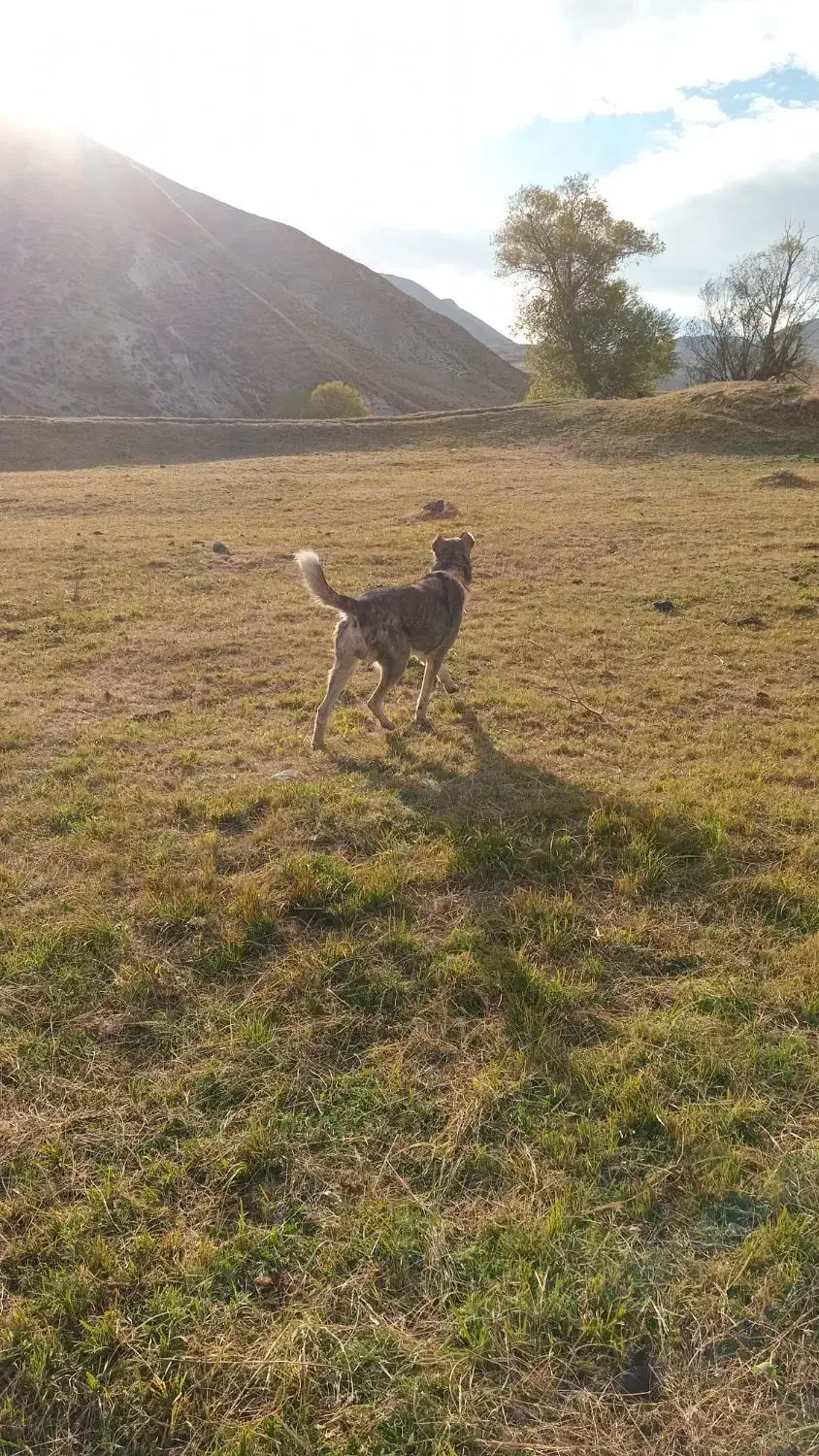 8میلیون|سگ|بستان آباد, |دیوار