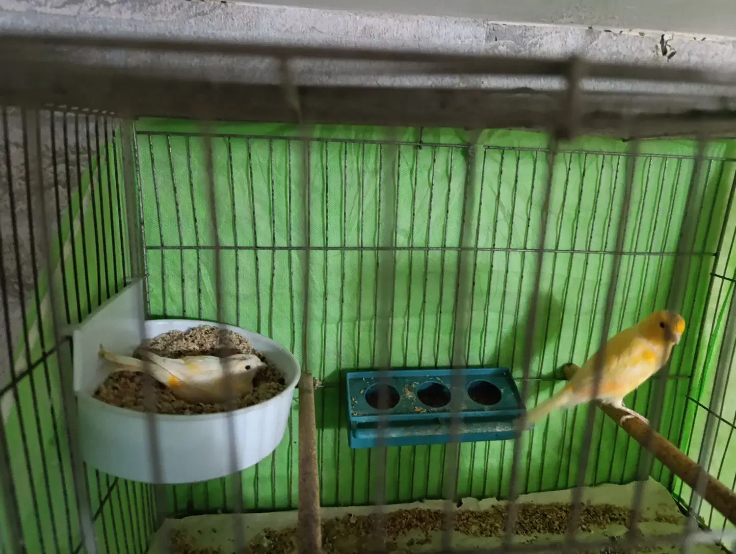 یک جفت قناری|پرنده|قم, ولیعصر|دیوار