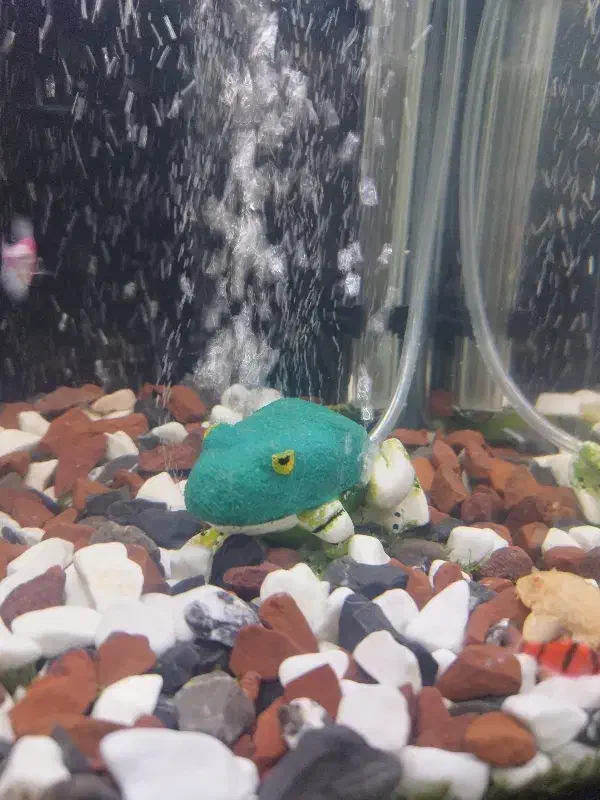 لوازم آکواریوم|ماهی|کرج, کوی فرهنگ|دیوار