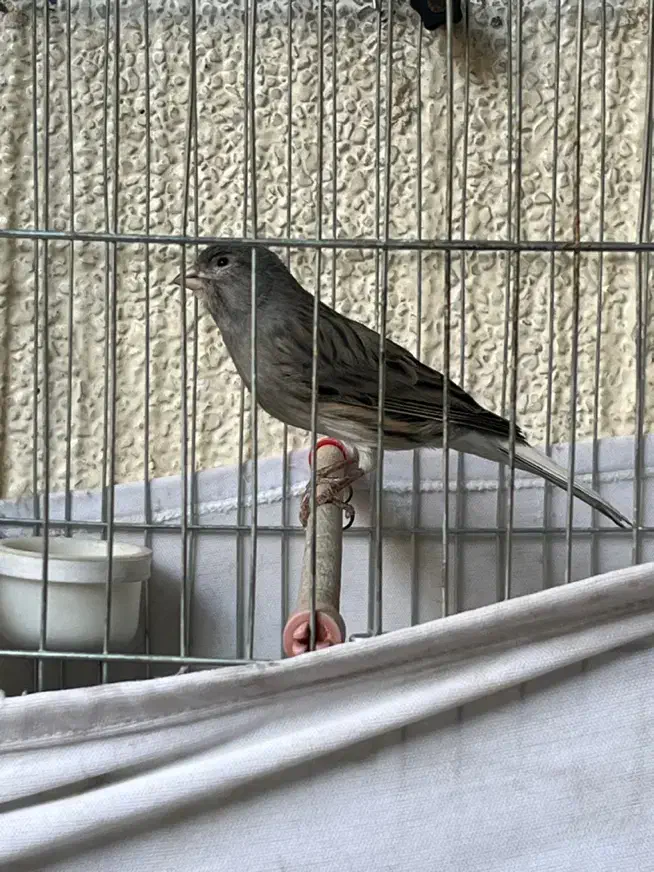 قناری نر|پرنده|تهران, جیحون|دیوار