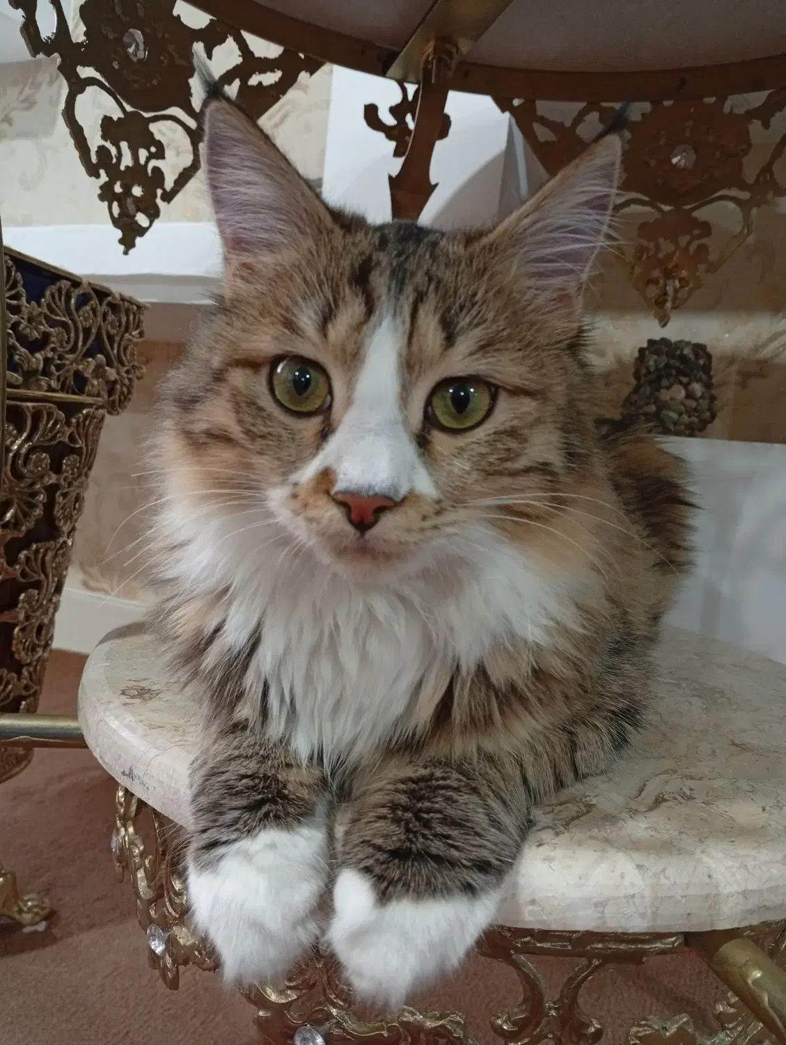 گربه خانگی|گربه|میاندوآب, |دیوار