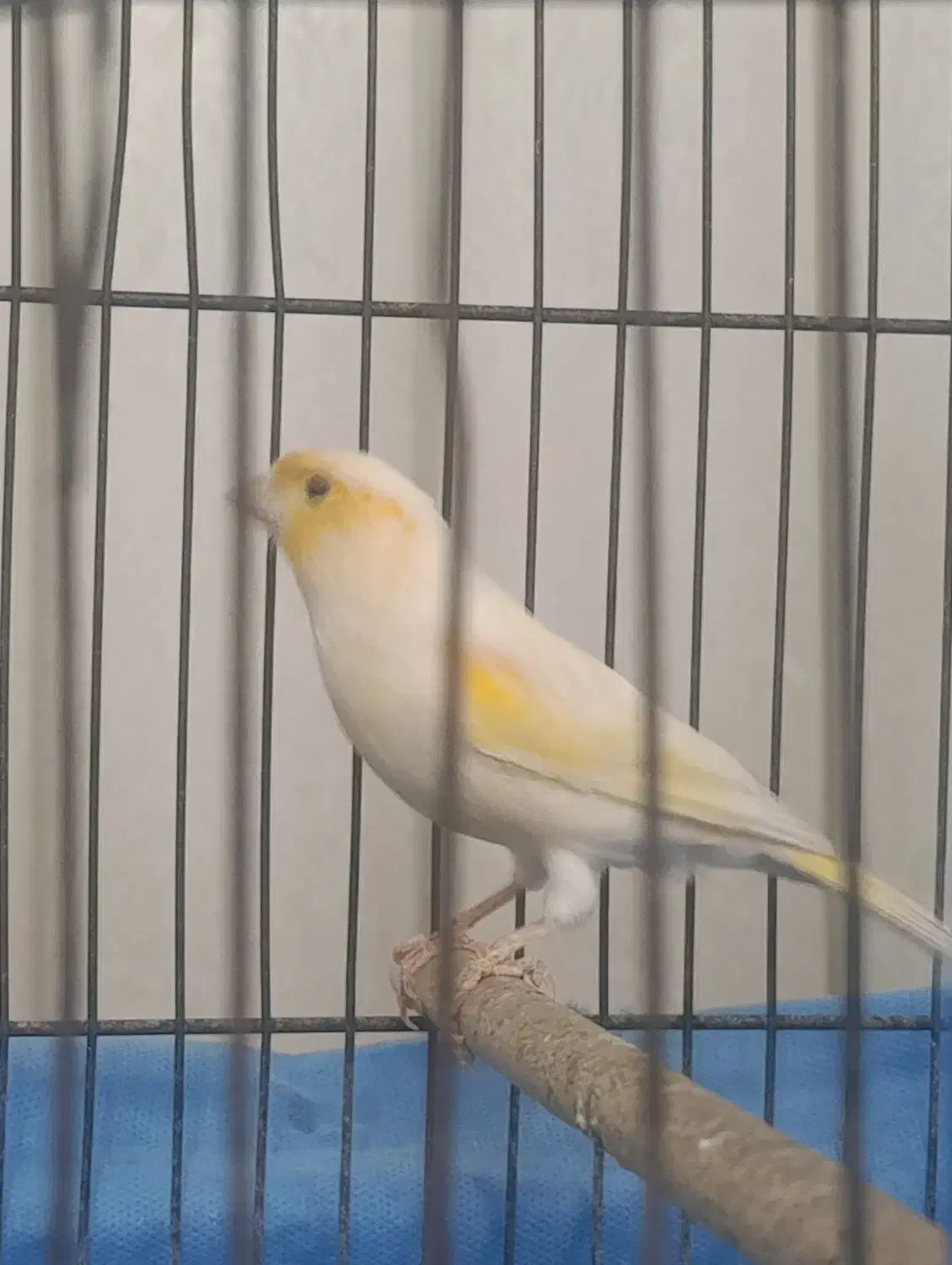 قناری نر|پرنده|قم, شهرک امام حسن|دیوار