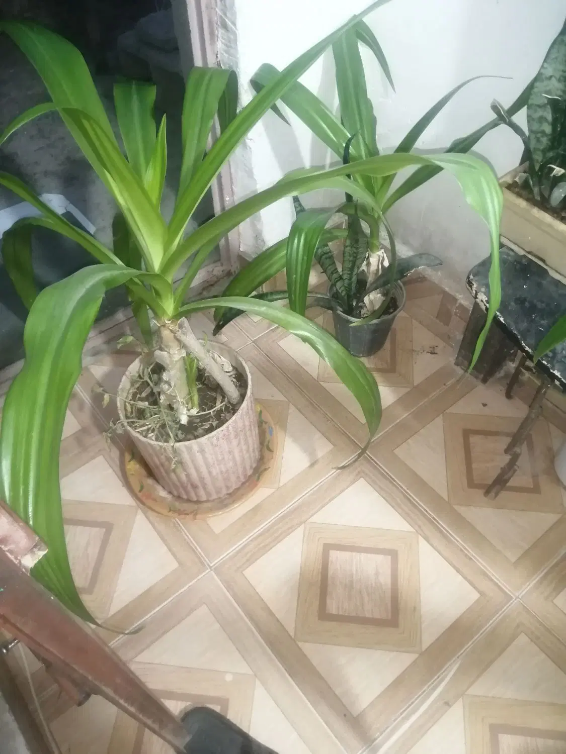 ۴تا گل موزی|گل و گیاه طبیعی|جیرفت, |دیوار