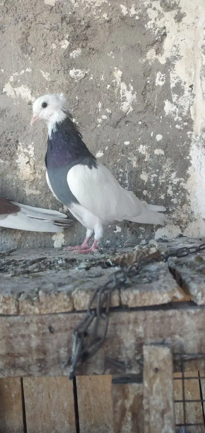 کبوتر طوقی کاکلی|پرنده|قم, الوندیه و گذر صادق|دیوار