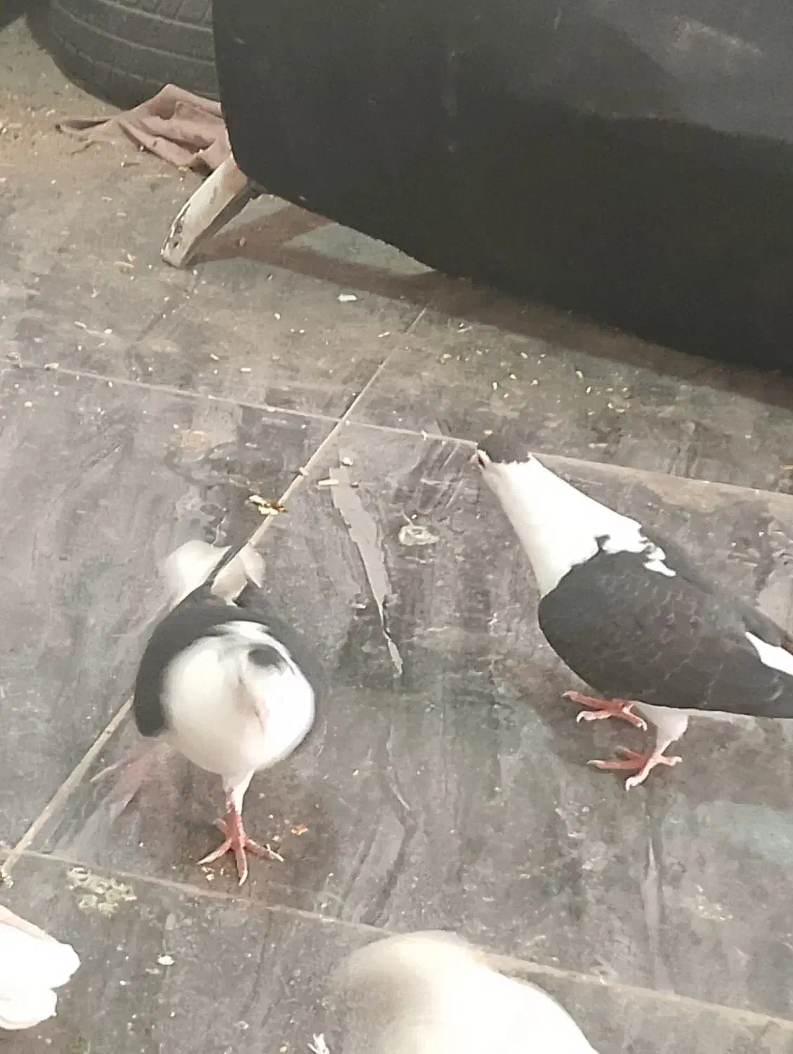 جوجه|پرنده|سبزوار, جهاد کشاورزی|دیوار